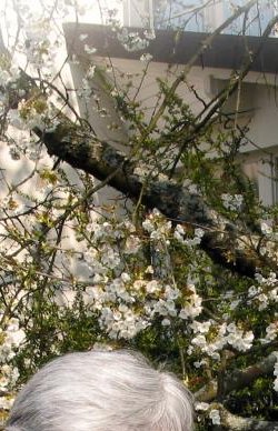 Kirschblüte und Kirschenernte sind Höhepunkte im Hause Haug.