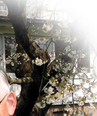 Kirschblüte und Kirschenernte sind Höhepunkte im Hause Haug.